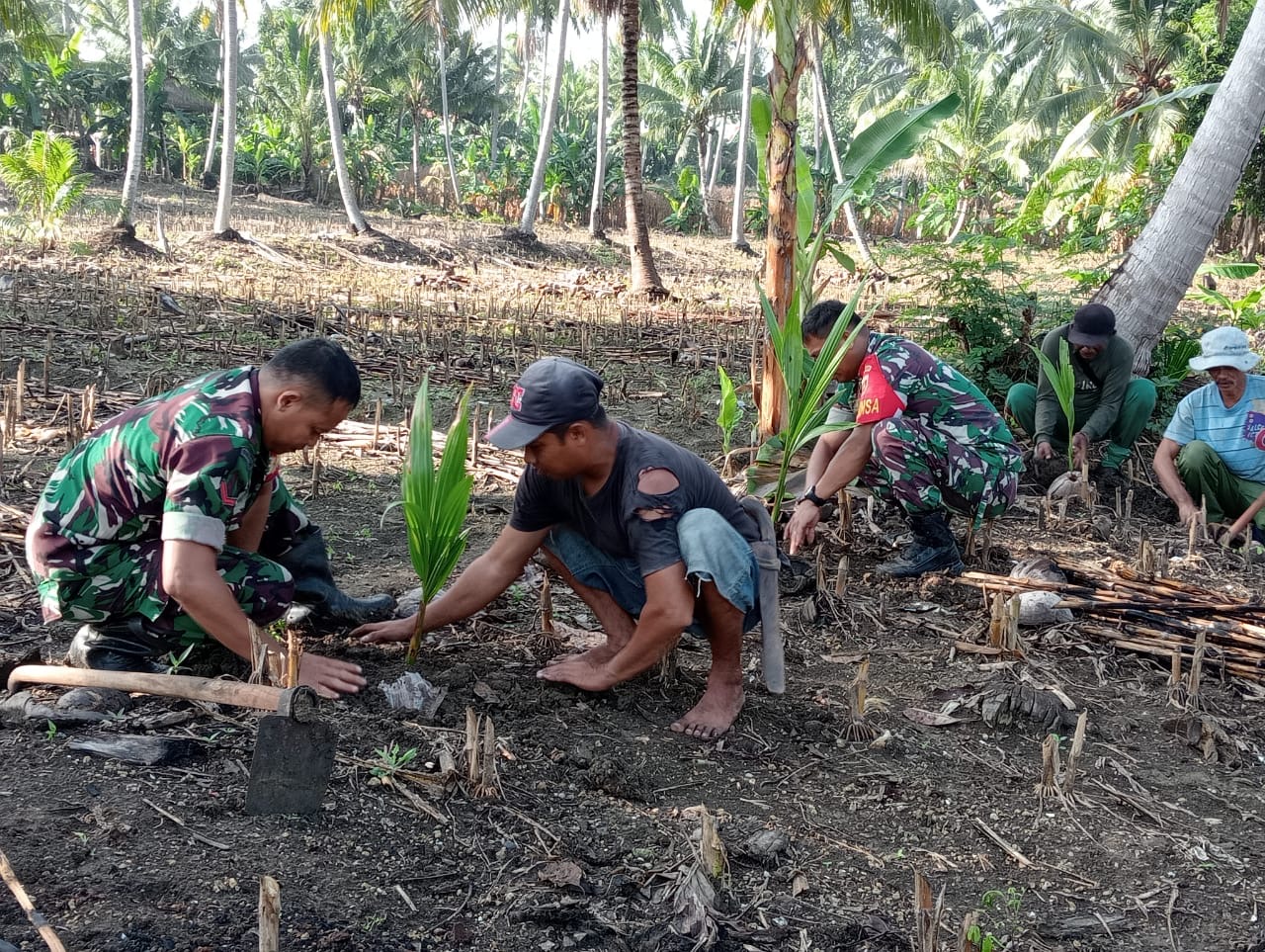 Sinergitas TNI di Kecematan Lilirilau bersama Masyarakat Tanam Puluhan Pohon Kelapa Genjah