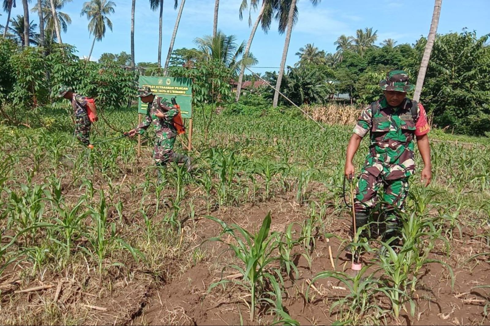 Jaga Pertumbuhan dan Kesehatan Tanaman Jagung, Anggota Koramil Binamu Lakukan Penyemprotan Racun Hama