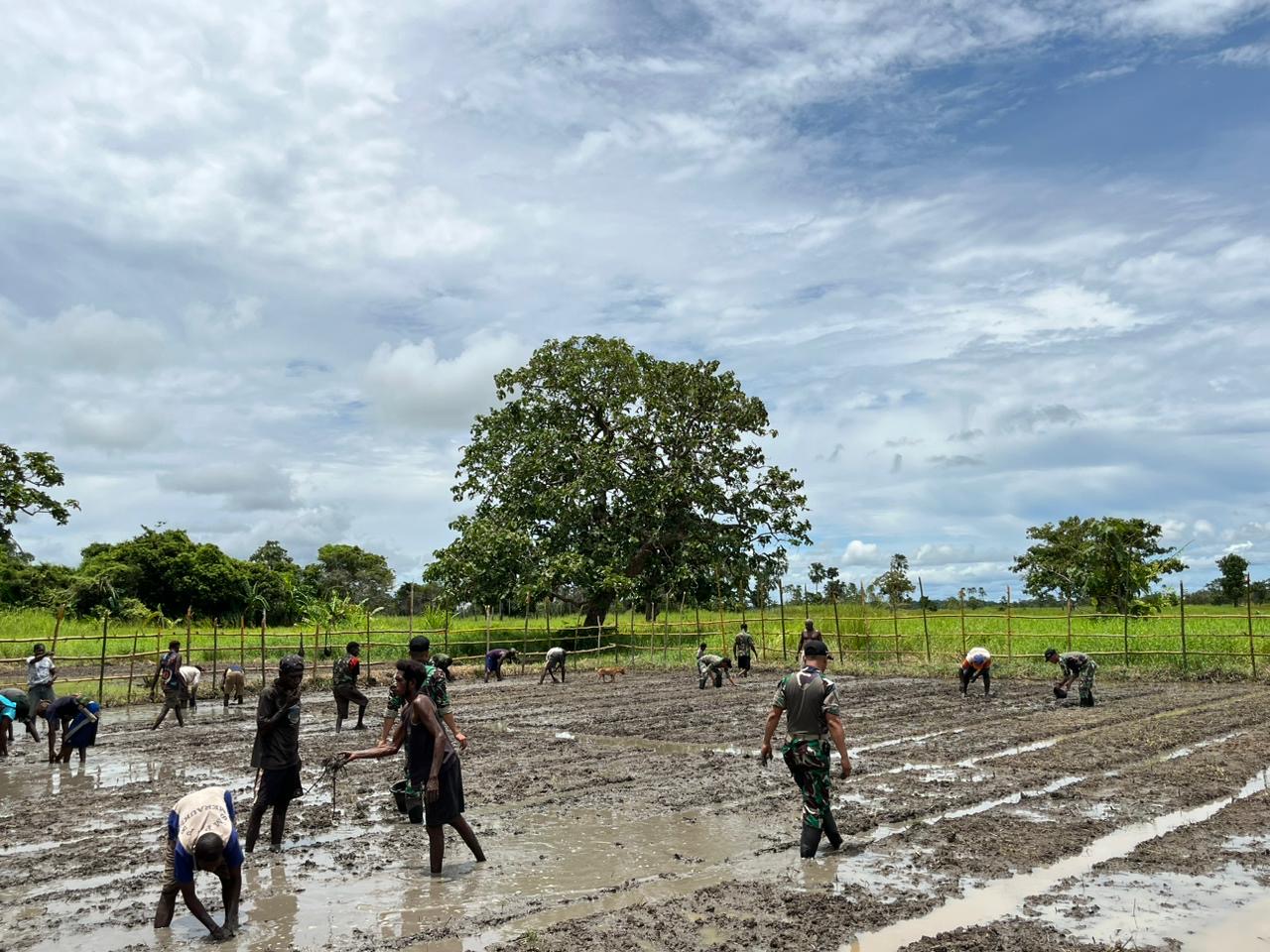 Bersama Warga, Prajurit Lipan 726 Manfaatkan Rawa Guna Meningkatkan Program Ketahanan Pangan Di Kampung Kondo