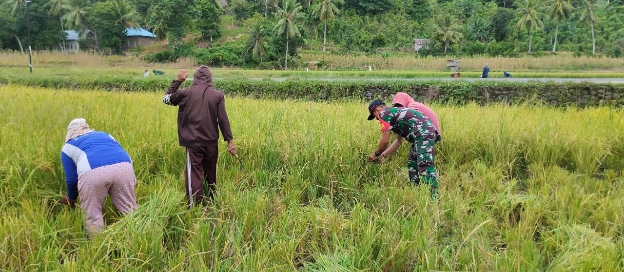 Wujudkan Swasembada Pangan, Babinsa Posramil Tellulimpoe Dampingi Masyarakat Panen Padi