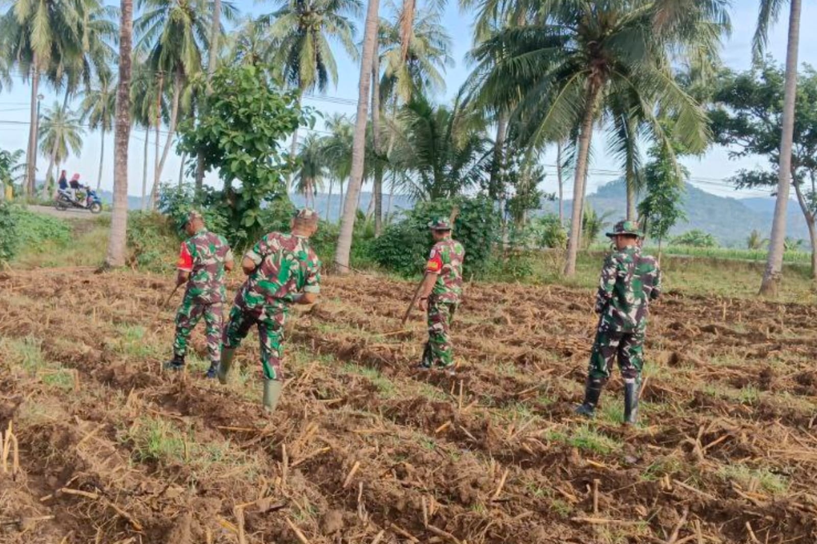Seluas Satu Hektare Lahan Tidur, Personel Koramil Tamalatea Manfaatkan Tanam Jagung