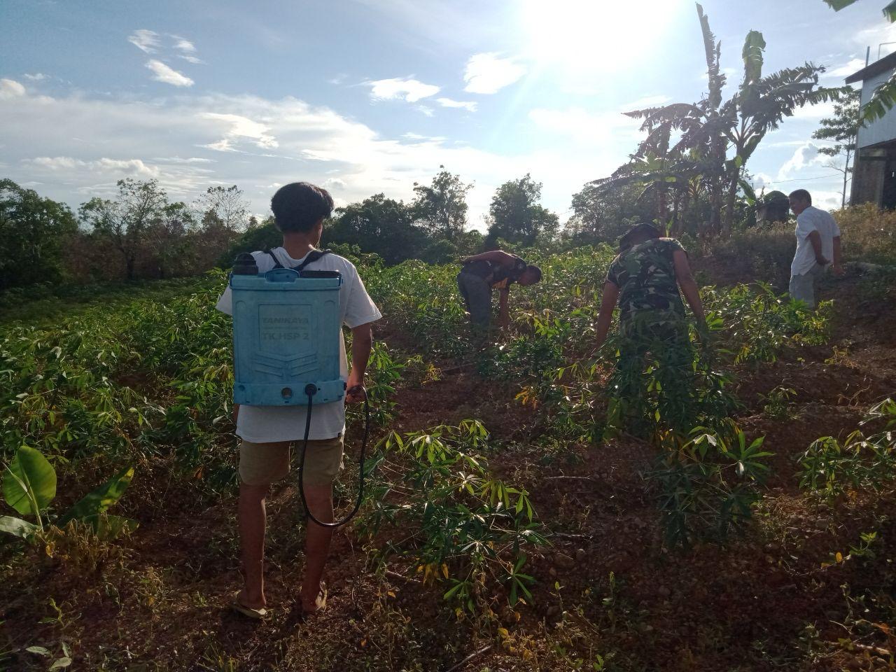 Babinsa Koramil 1420-05/Dua Pitue Bersama Poktan Rawat Tanaman Singkong dilahan Hanpangan