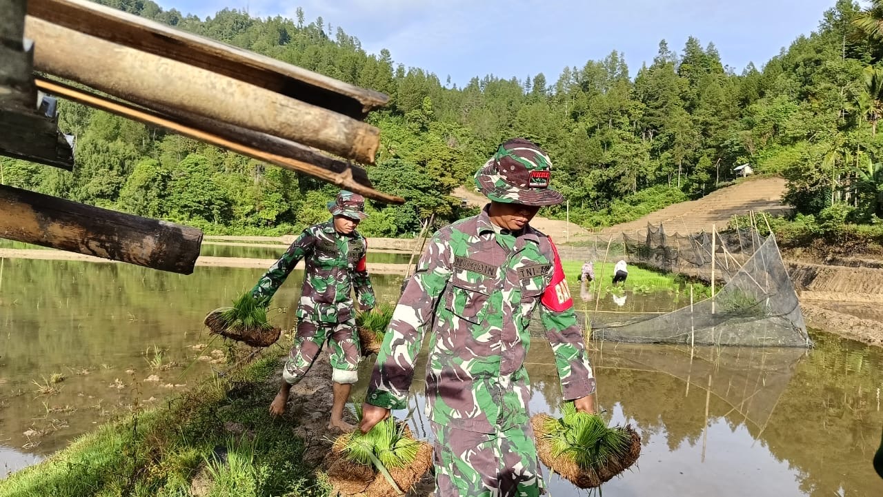 Tingkatkan Ketahanan Pangan, Babinsa Bantu Petani Tanam Padi