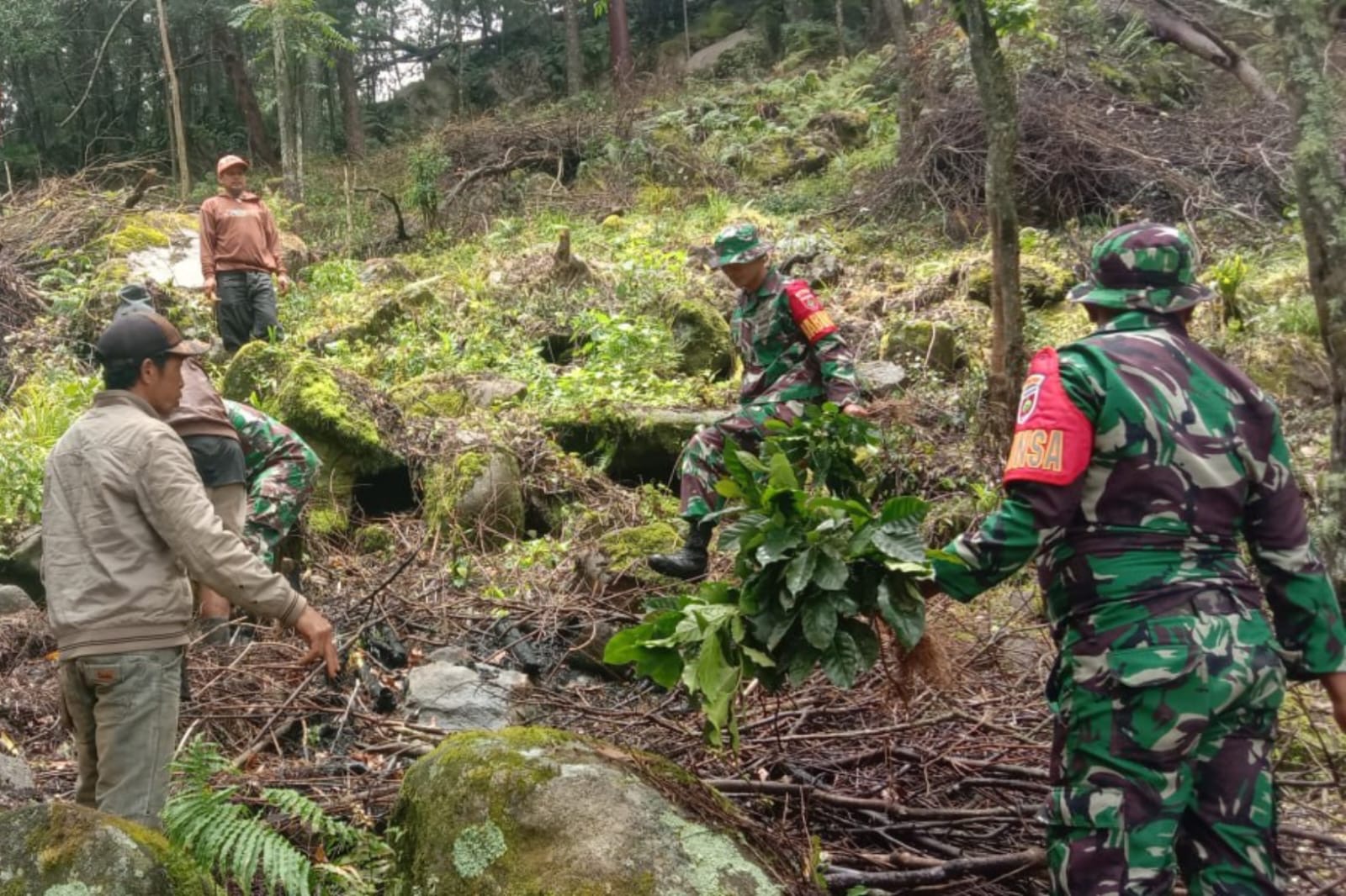 Babinsa Koramil 1425-04 Kelara Bantu Petani Tanam Bibit Kopi Arabika Rumbia