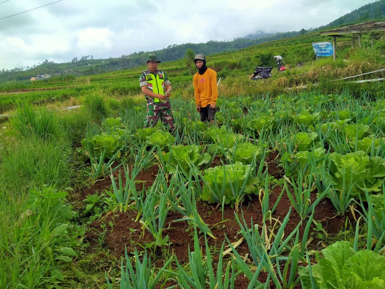 Wujudkan Hanpangan, Babinsa Desa Arabika Koramil 1424-02/Sinjai Barat Dampingi Petani Panen Sayur