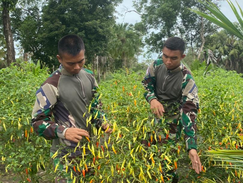 Program Ketahanan Pangan di Perbatasan Papua di Galakkan Satgas Pamtas Tamalatea Dengan Memanfaatan Lahan Kosong