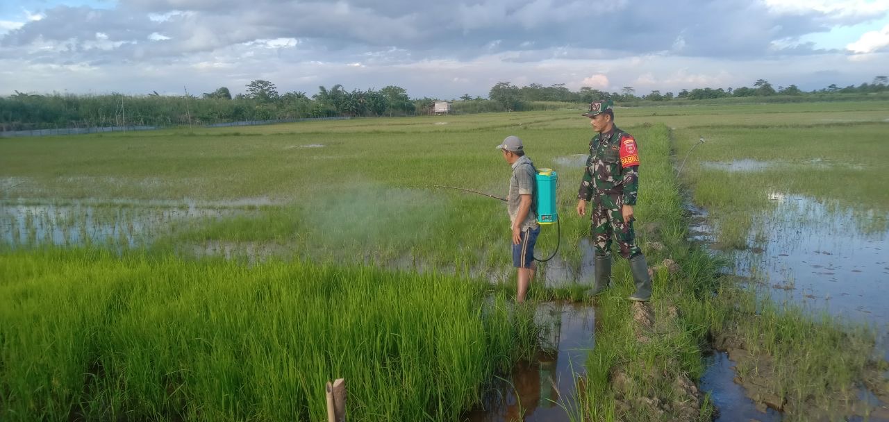 Dengan Hanpangan, Babinsa Interaksi Langsung Dengan Para Petani Di Wilayah
