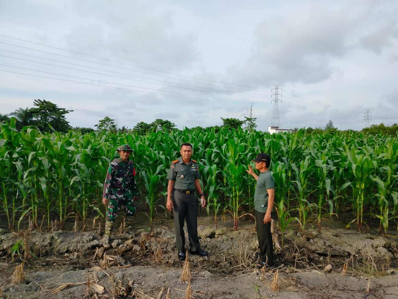 Wujudkan Program Ketahanan Pangan, Dandim 1427/Pasangkayu Tinjau Demplot Tanaman Jagung