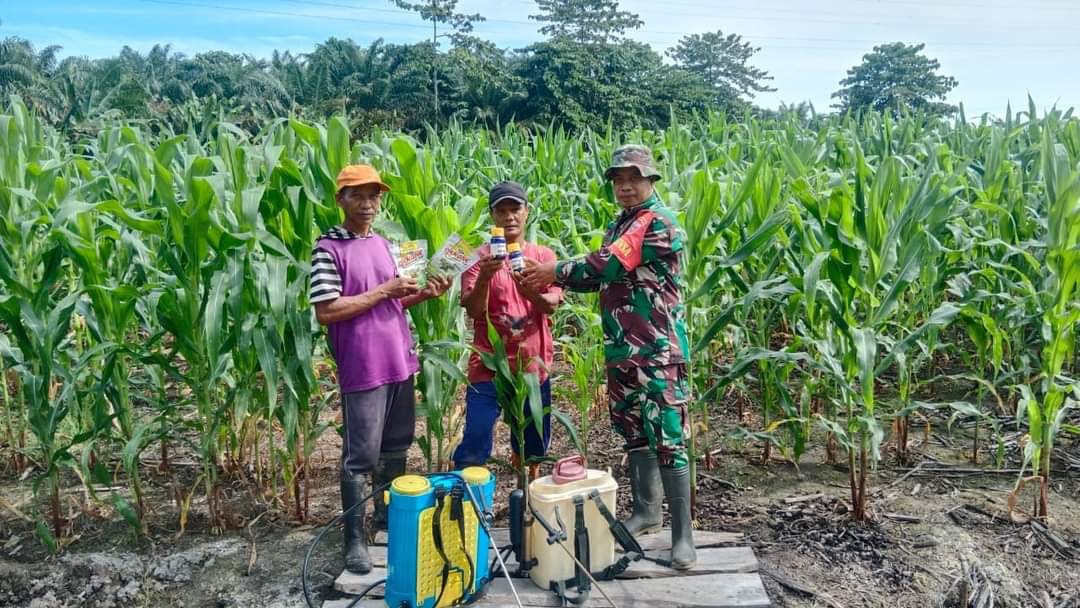 Babinsa Melaksanakan Pendampingan Ketahanan Pangan Demplot Percontohan Tanaman Jagung