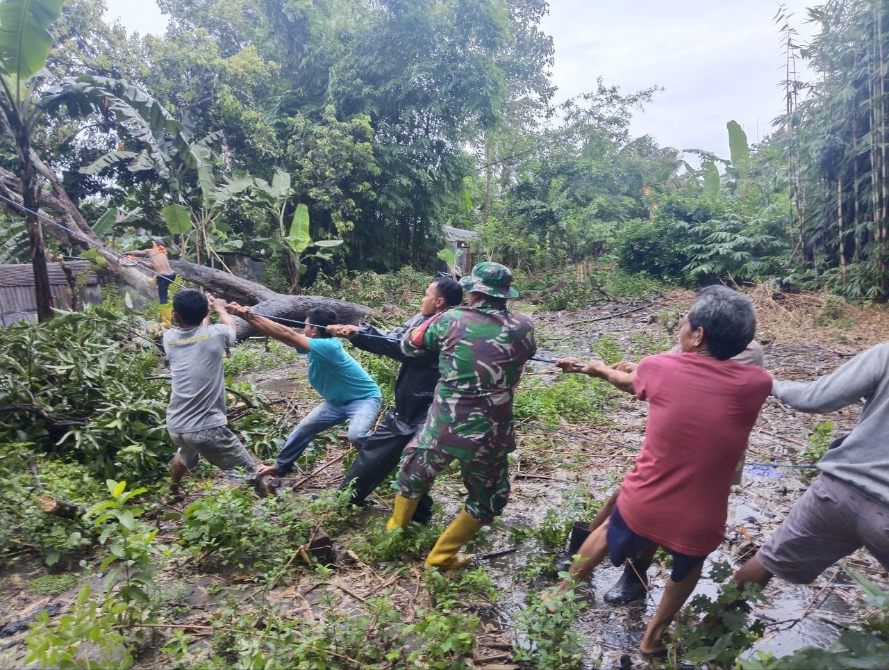 Gerak Cepat, Babinsa Bantu Bersihkan Rumah Warga Yang Tertimpa Pohon Tumbang