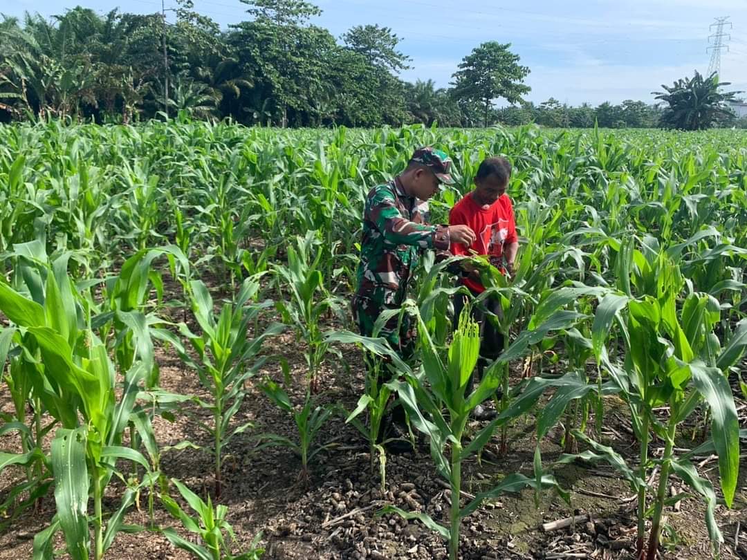 Babinsa Melaksanakan Pendampingan Ketahanan Pangan Kepada Petani Jagung