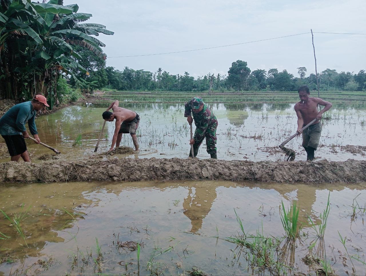 Dukung Kelancaran Hanpangan, Babinsa Wawotobi Bantu Membuat Pematang Sawah
