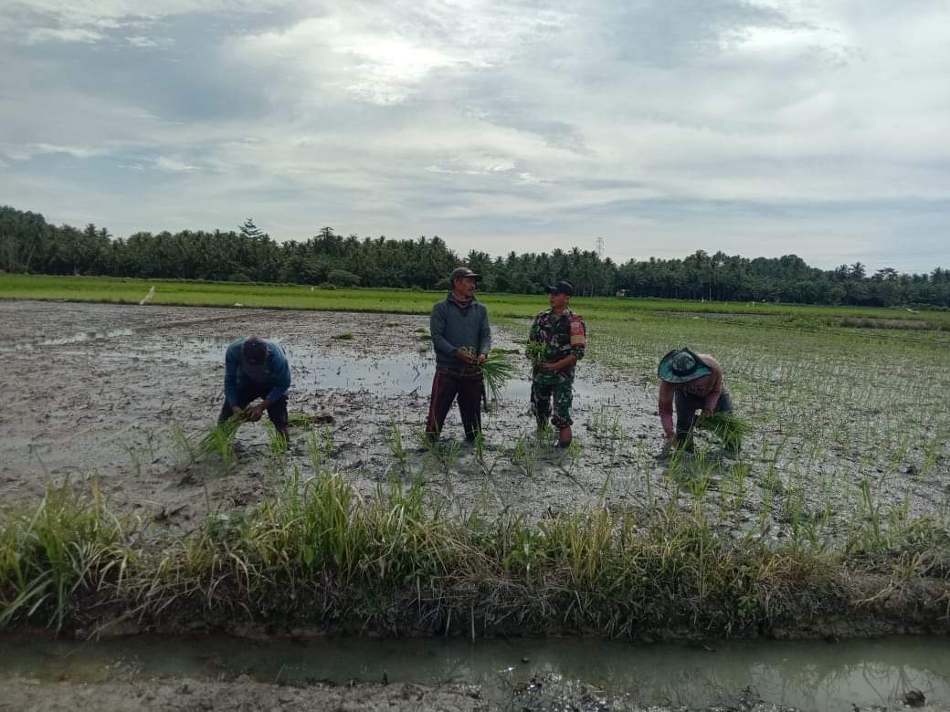 Untuk Percepatan Swasembada Pangan Padi Babinsa Turun Di Sawah Membantu Petani