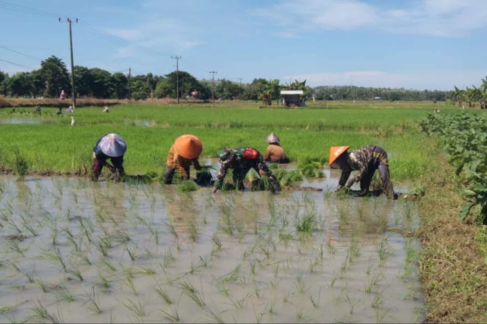 Tak Peduli Panasnya Terik Matahari Dan Lumpur, Babinsa Kodim Jeneponto Turun Kesawah Bantu Warga Tanam Padi