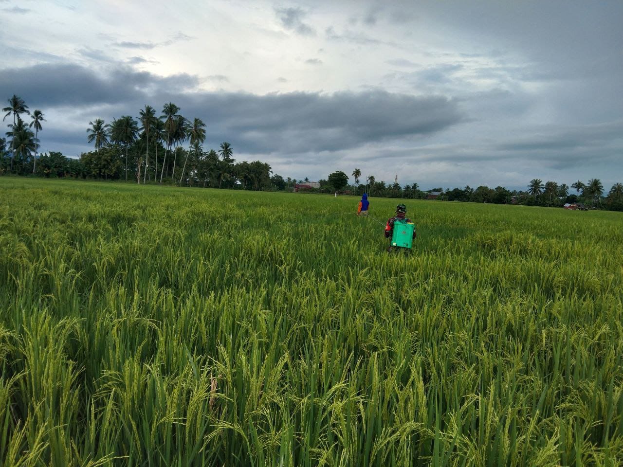 Basmi Hama Padi, Babinsa Kodim 1404/Pinrang Bantu Petani Menyemprot Pestisida