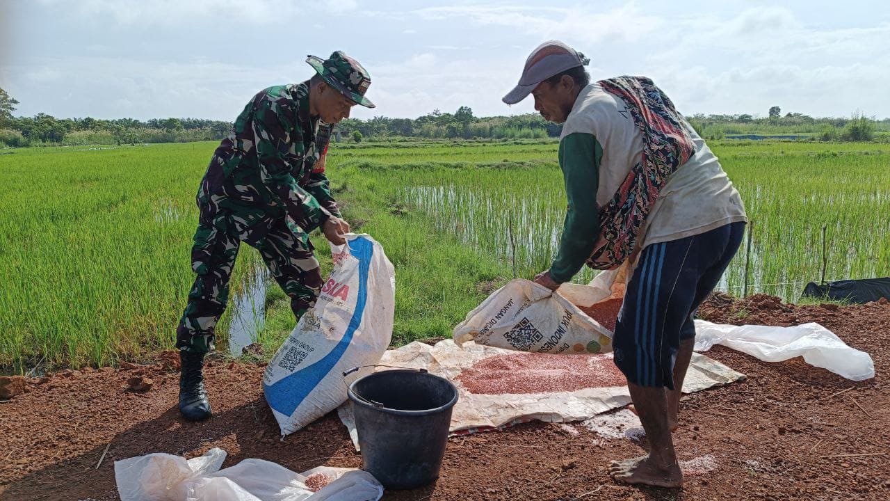 Lancarkan Hanpangan Di Wilayah, Babinsa Dampingi Petani Dalam Proses Pemupukan Padi