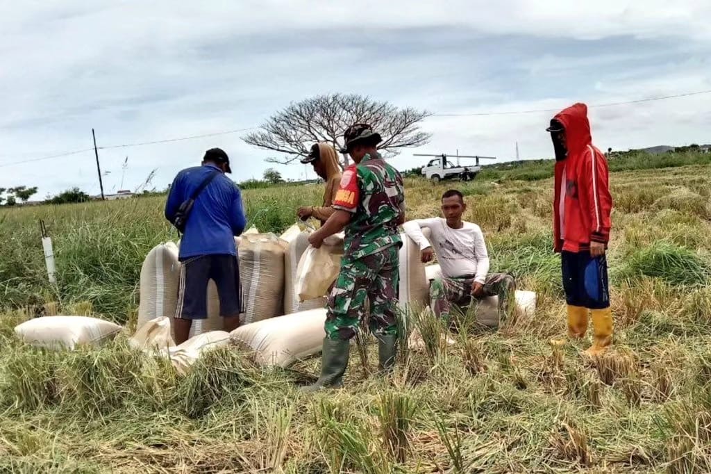 Babinsa Dampingi Petani Dan Bantu Warga Panen Padi, Komitmen TNI AD Wujudkan Swasembada Pangan