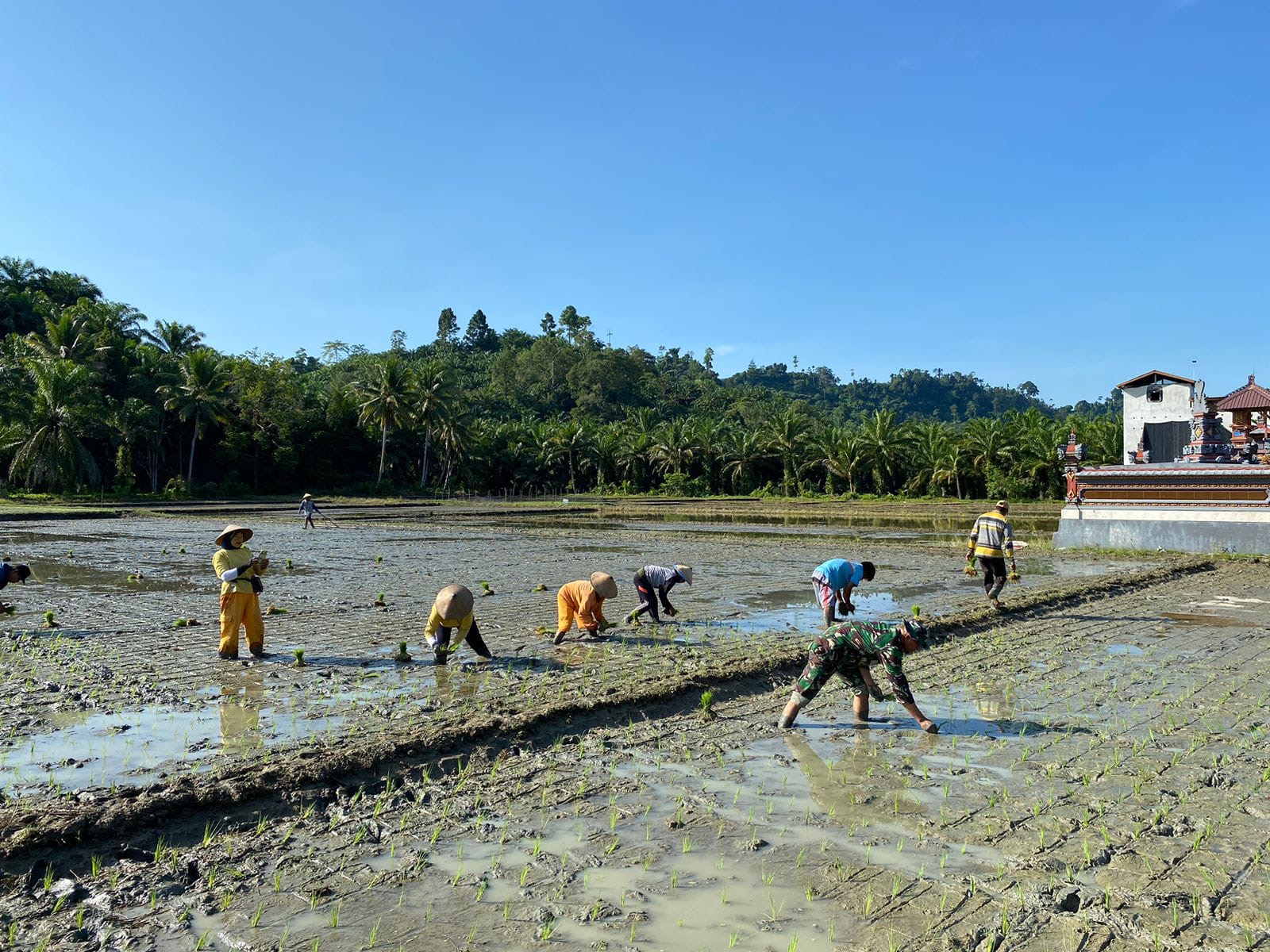 Babinsa Kodim Pasangkayu Berperan Aktif dalam Mendorong Ketahanan Pangan di Pasangkayu
