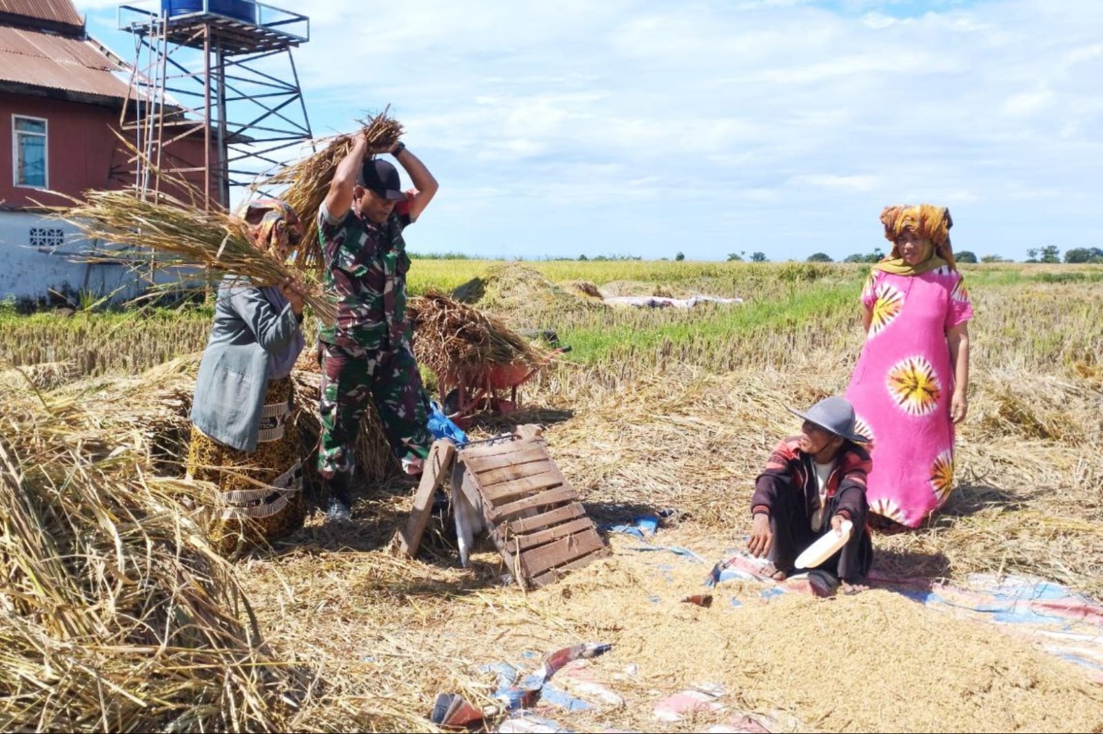 Dukung Hanpangan Di Wilayah Binaan, Babinsa Koramil Batang Dampingi Dan Bantu Warga Panen Padi