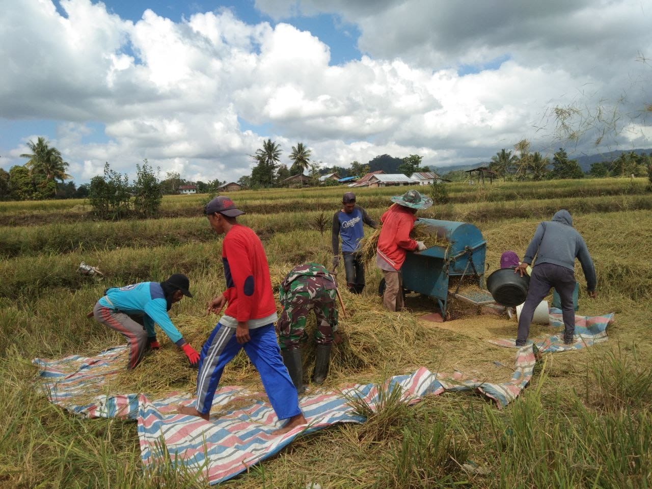 Sukseskan Program Hanpangan, Babinsa Koramil 1424-05/Sinjai Selatan Bantu Petani Panen Padi