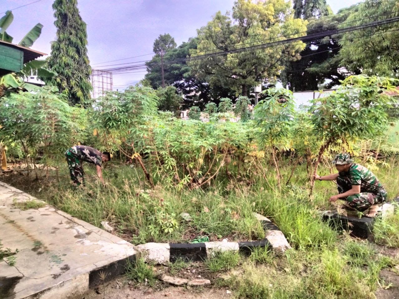 Dalam Mewujudkan Ketahanan Pangan Koramil 1420-04/Watang Pulu Melaksanakan Perawatan Tanaman Singkong dan Pepaya