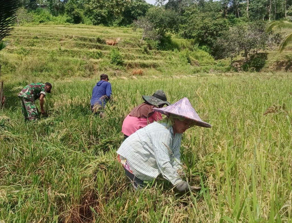 Perkuat Hanpangan Wilayah, Babinsa Koramil 1424-02/Sinjai Barat Bantu Petani Panen Padi