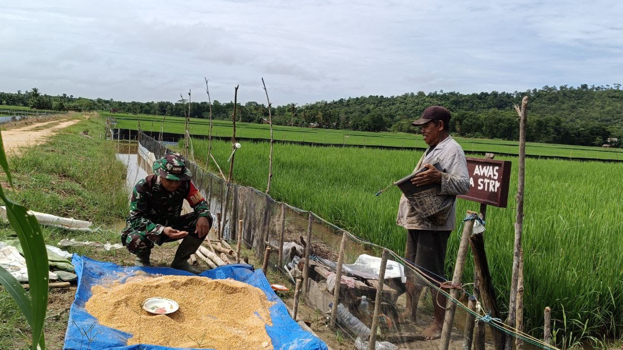 Galakkan Program Hanpangan, Babinsa Dampingi Petani Dalam Pemupukan Padi