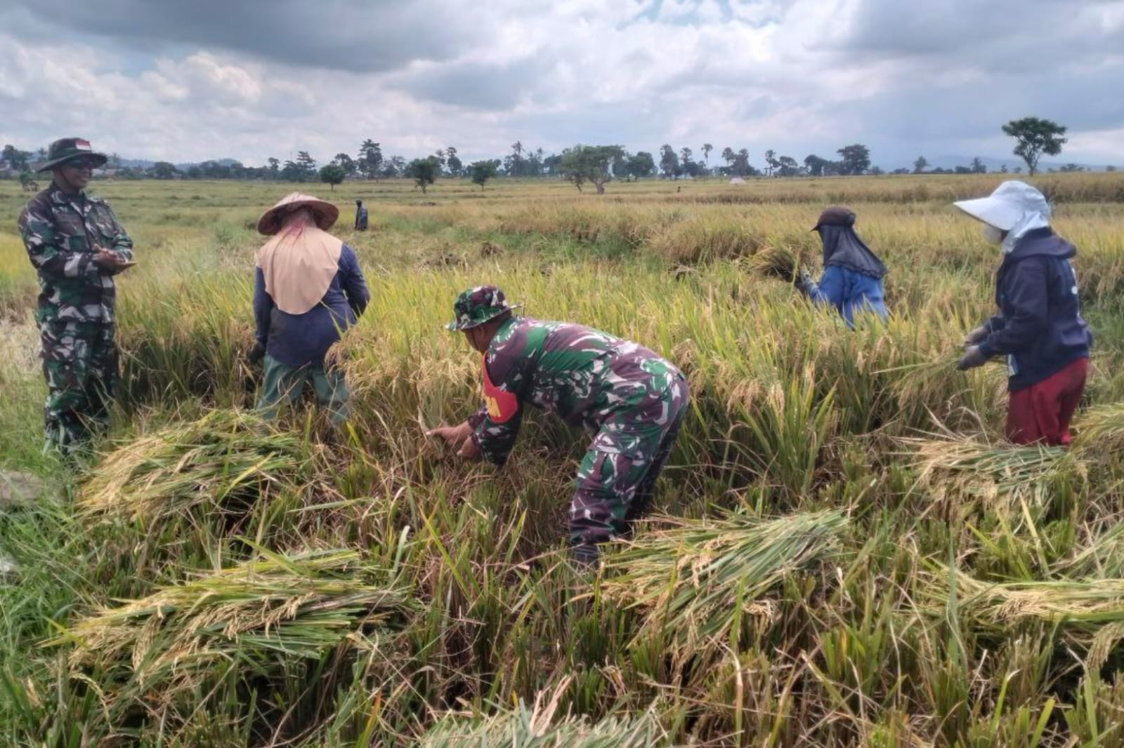 Peran Babinsa Kodim Jeneponto Melaksanakan Pendampingan Petani Panen Padi