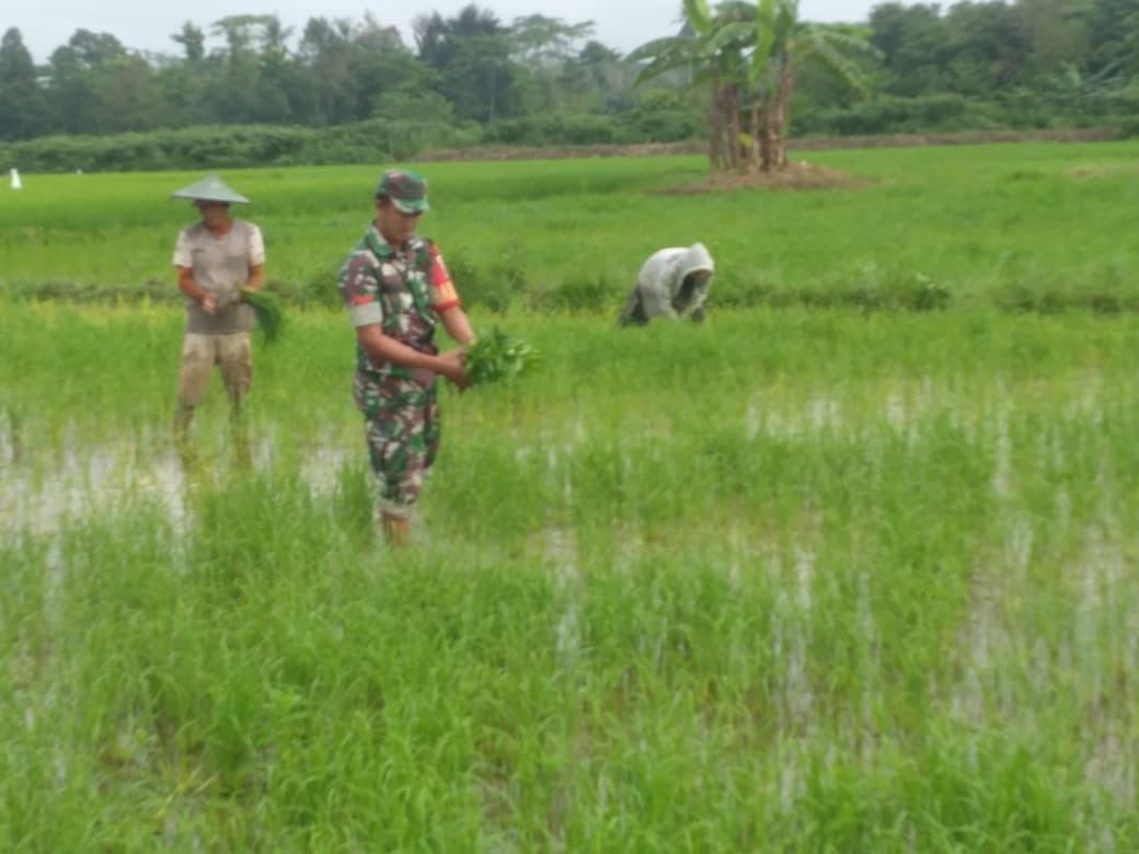 Bantu Tanam Padi, Dukungan Babinsa Dalam Program Hanpangan