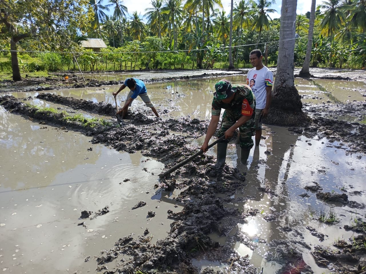 Pasca Panen, Babinsa Bonto Tangnga Kebut Penanaman Padi Periode Kedua
