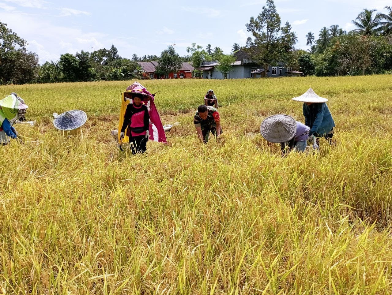 Babinsa Koramil 1424-05/Sinjai Selatan Kodim 1424/Sinjai Bantu Petani Panen Padi