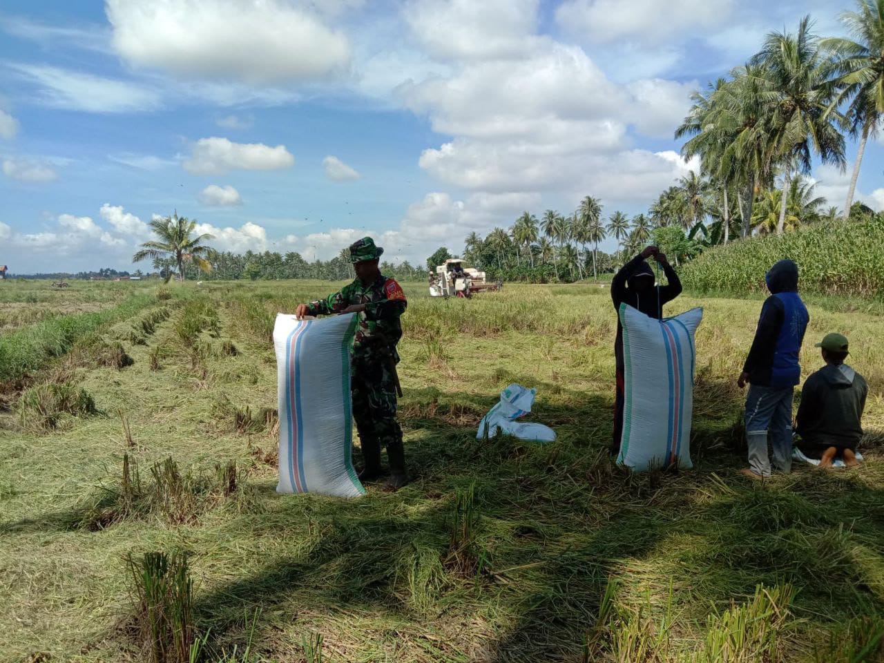 Dukung Ketahanan Pangan, Babinsa Kodim 1404/Pinrang Bantu Petani Panen Padi.