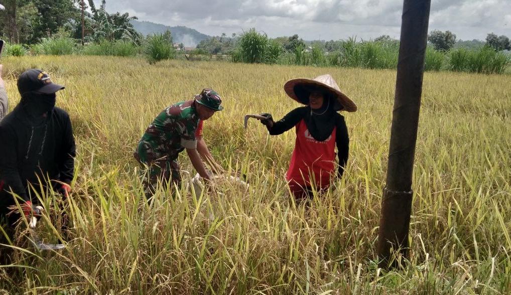 Wujudkan Hanpangan, Babinsa Koramil 1424-05/Sinjai Selatan Bantu Petani Panen Padi