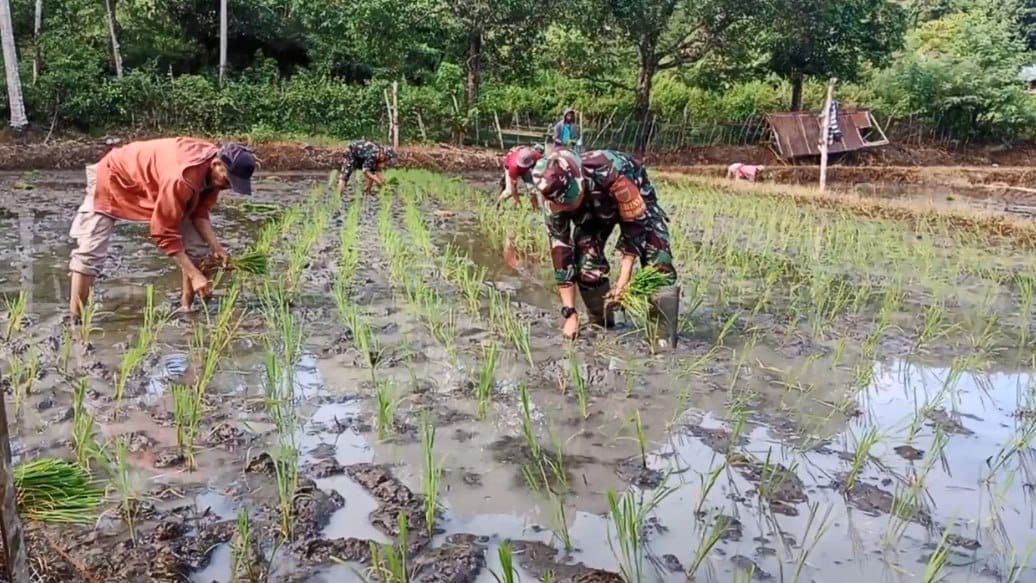 Personil Koramil 1405-05/Mallusetasi melaksanakan Pendampingan Penanaman Bibit Tanaman Padi