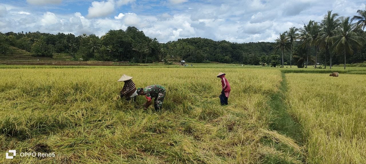 Sukseskan Hanpangan Nasional, Babinsa Koramil 1424-04/Sinjai Timur Dampingi Petani Memanen Padi