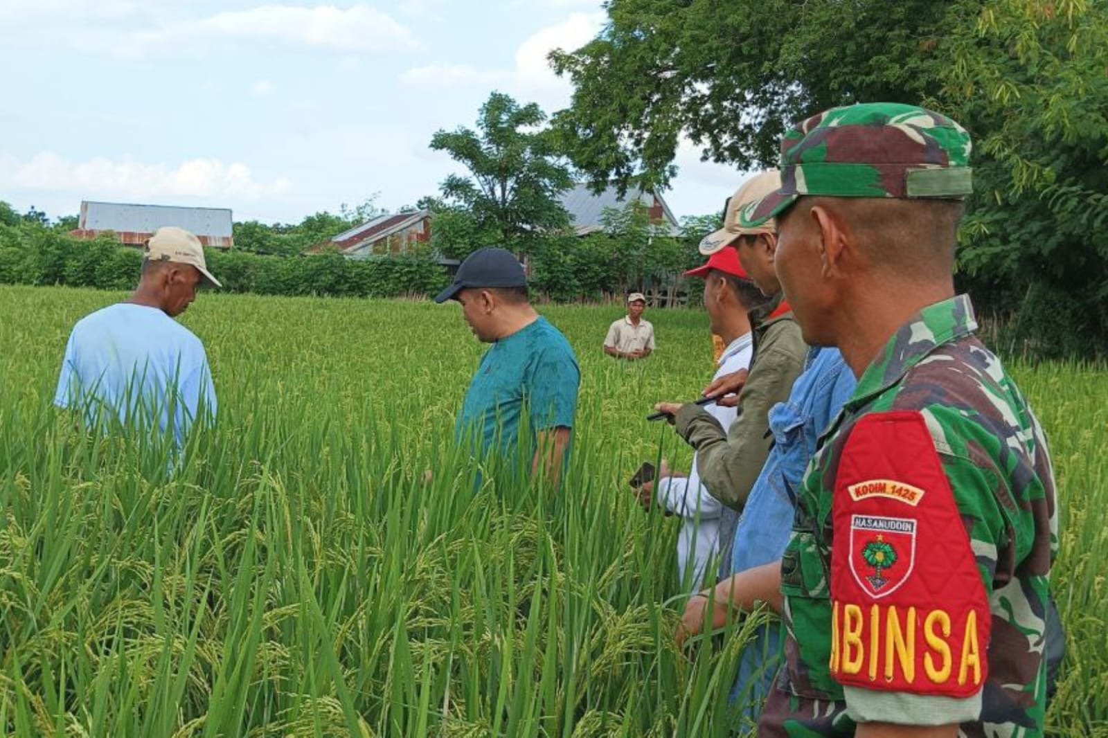 Dampingi Pejabat Bupati Jeneponto, Babinsa Kalumpang Loe Tinjau Lokasi Lahan Pertanian Padi dan Penangkaran Benih Padi