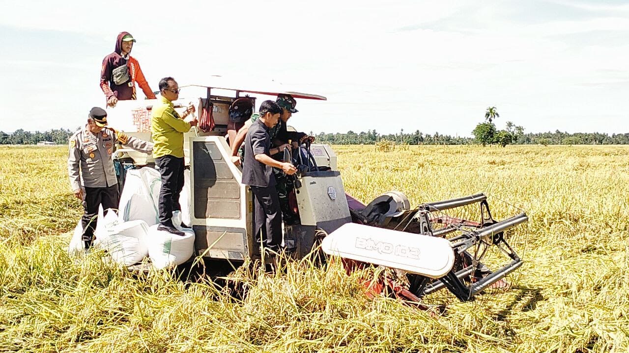 Dandim 1404/Pinrang Beserta Forkopimda Kabupaten Pinrang Sukseskan Panen Raya Serentak di Wilayah Kodam XIV/Hasanuddin