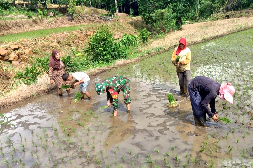 Tak Peduli Pakaian Dinasnya Kotor Dan Penuh Tanah Lumpur, Babinsa Turun Ke Sawah Bantu Petani Tanam Padi