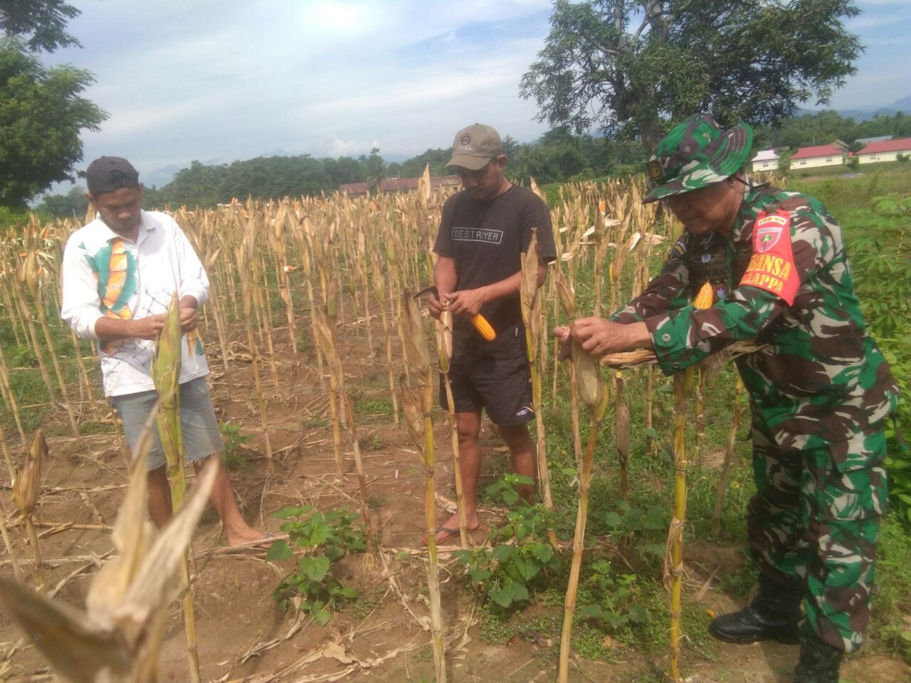 Wujudkan Hanpangan, Babinsa Koramil 1424-01/Sinjai Utara Melaksanakan Pemantauan Tanaman Jagung