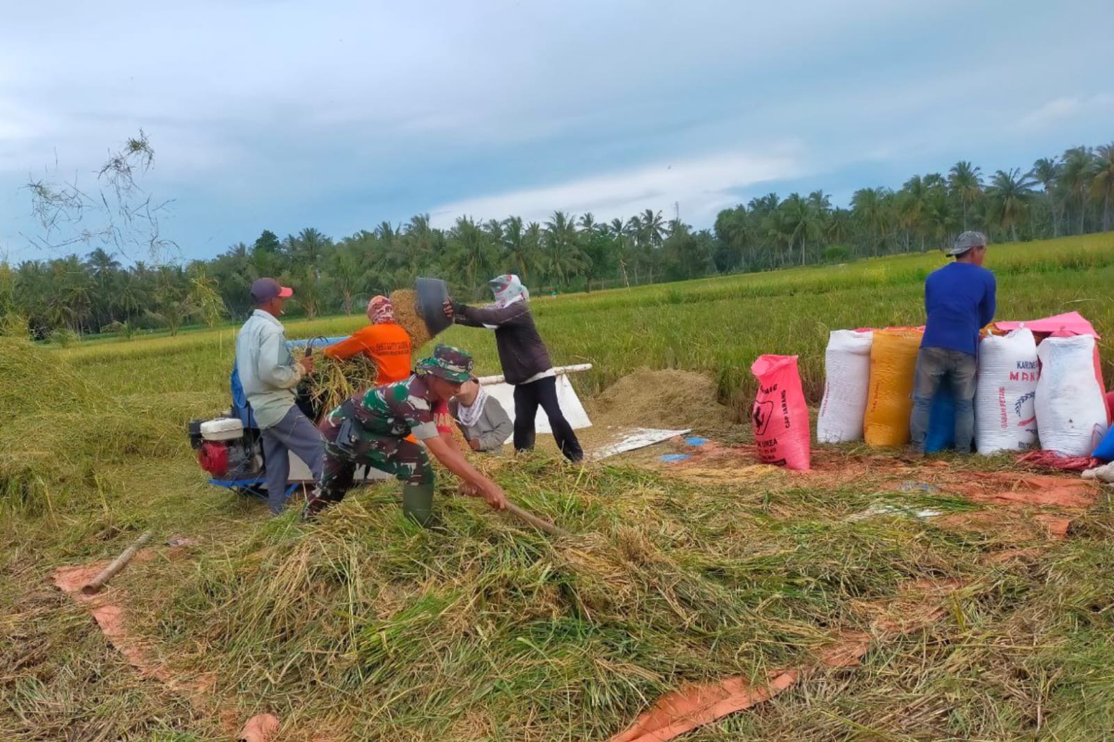 Peran Aktif Babinsa Kodim Jeneponto Dampingi Petani Dan Membantu Warganya Panen Padi