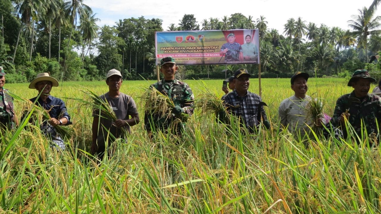Panen Raya Serentak Kodam XIV/Hasanuddin, Kodim 1401/Majene Dukung Program Ketahanan Pangan