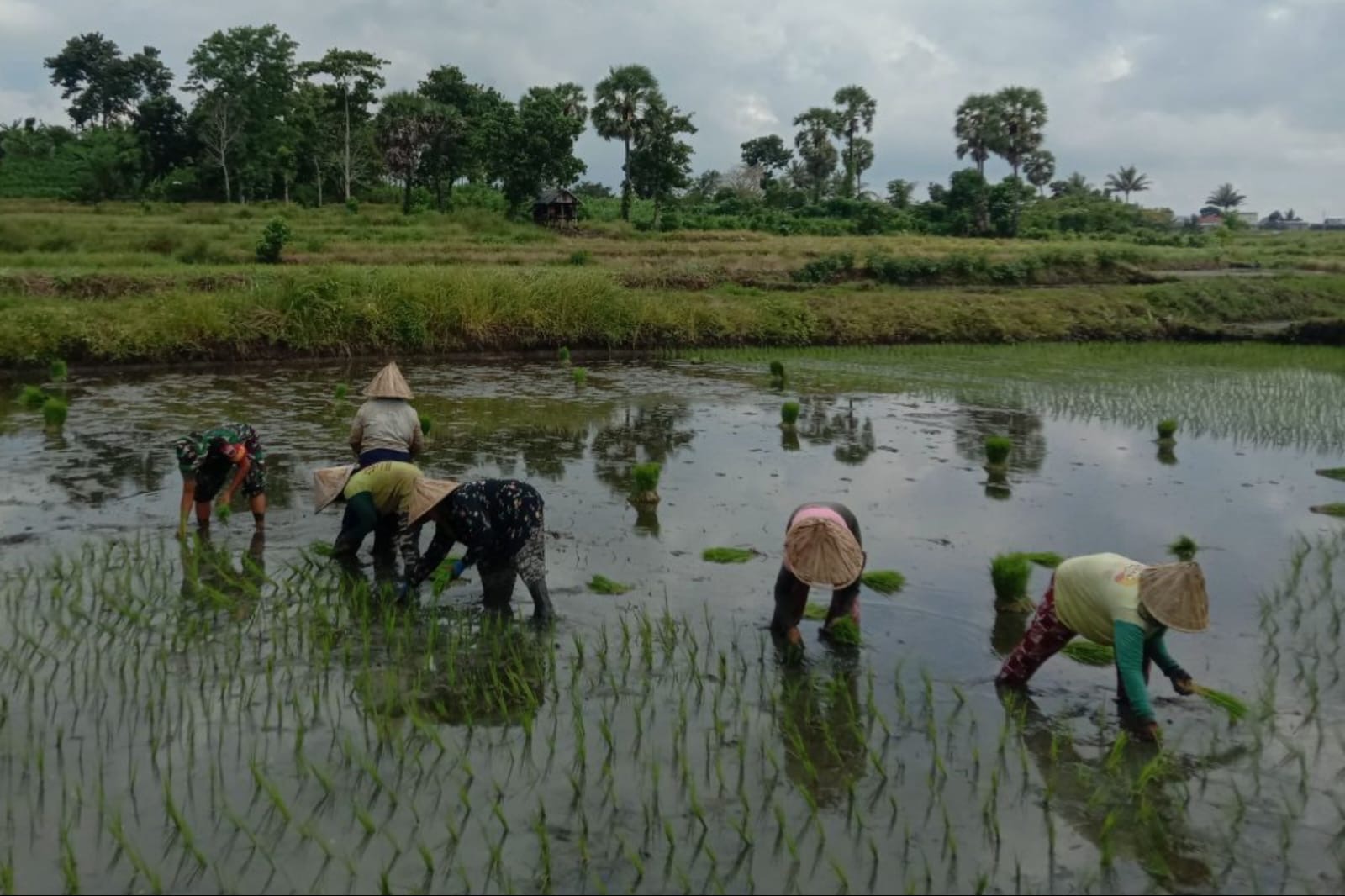 Tanpa Segan Dan Ragu, Babinsa Kodim Jeneponto Turun Ke Sawah Bantu Petani Pengolahan Lahan Dan Tanam Padi