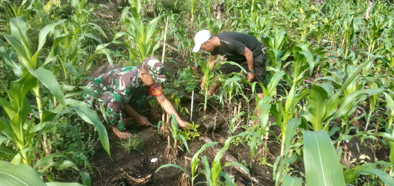 Sukseskan Ketahanan Pangan, Babinsa Kodim 1404/Pinrang Bantu Petani Merawat Tanaman Jagung
