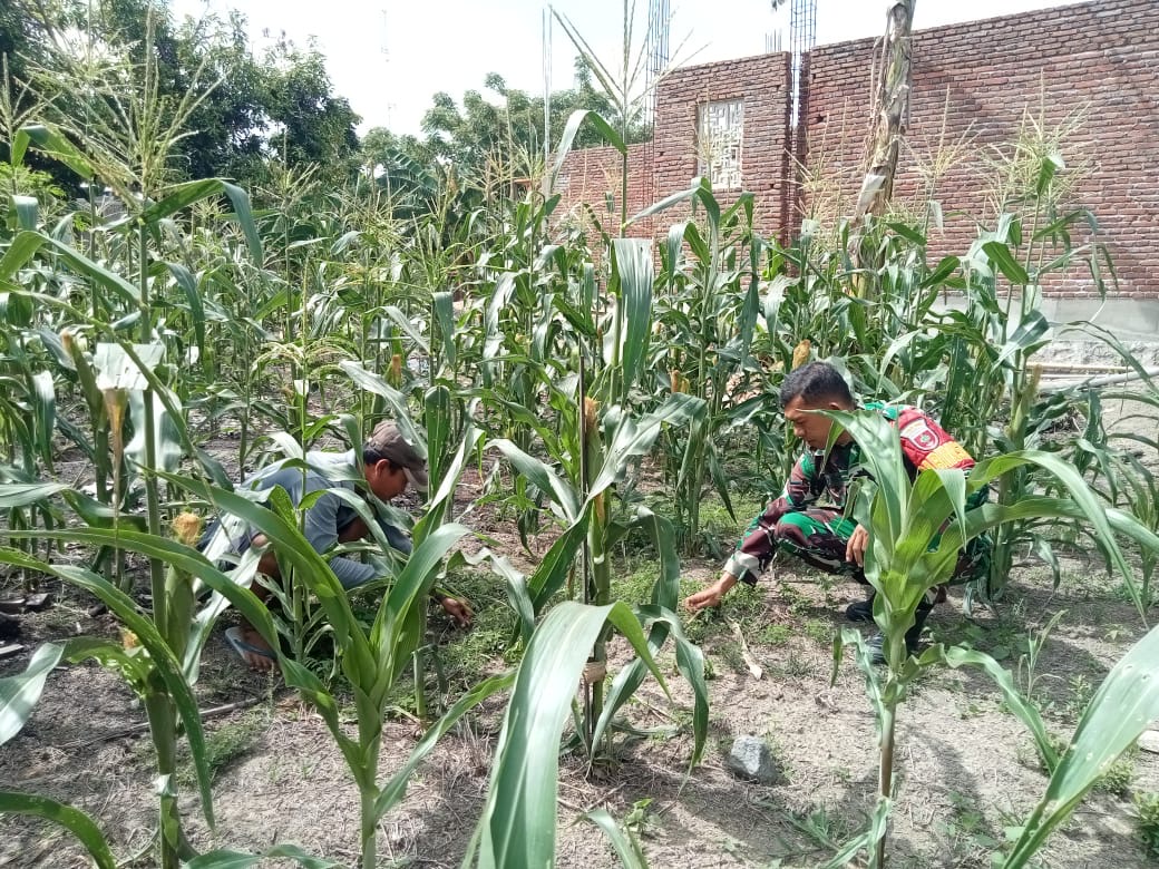 Sukseskan Ketahanan Pangan, Babinsa Bantu Petani Merawat Tanaman Jagung