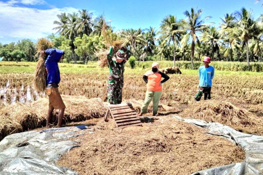 Bantu Petani Panen Padi, Bentuk Dukungan Babinsa Kodim Jeneponto Wujudkan Swasembada Pangan