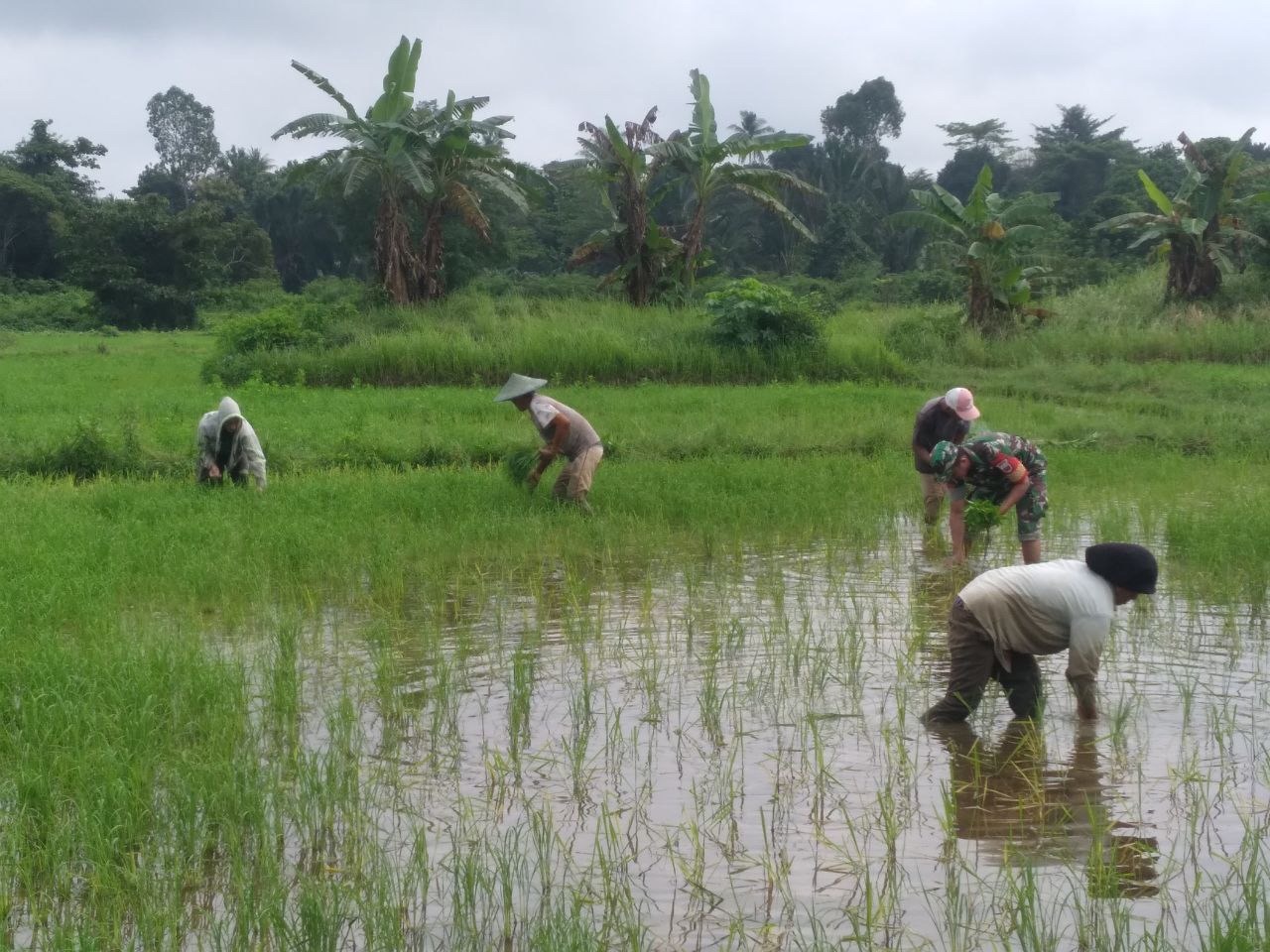 Bantu Bersihkan Gulma, Wujud Kepedulian Babinsa Terhadap Pertumbuhan Padi
