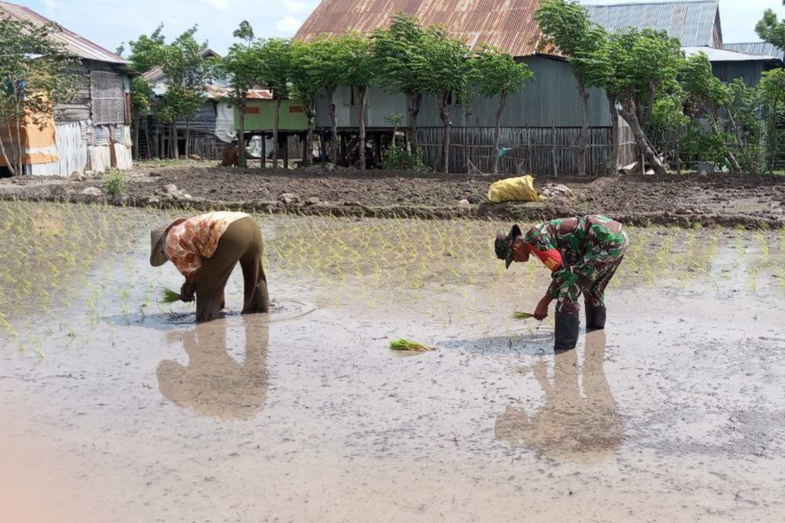 Startegi TNI AD Melalui Babinsa Perkuat Ketahanan Pangan Di Wilayah