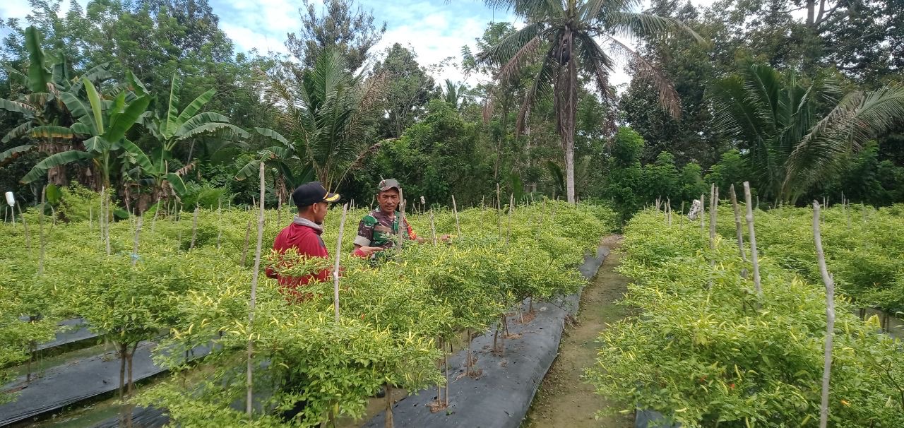 Gugah Semangat, Babinsa Beri Motivasi Kepada Petani Cabai Rawit