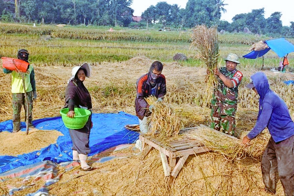 Wujud Nyata Kepedulian Babinsa Koramil Kelara Turun Ke Sawah Dampingi Petani