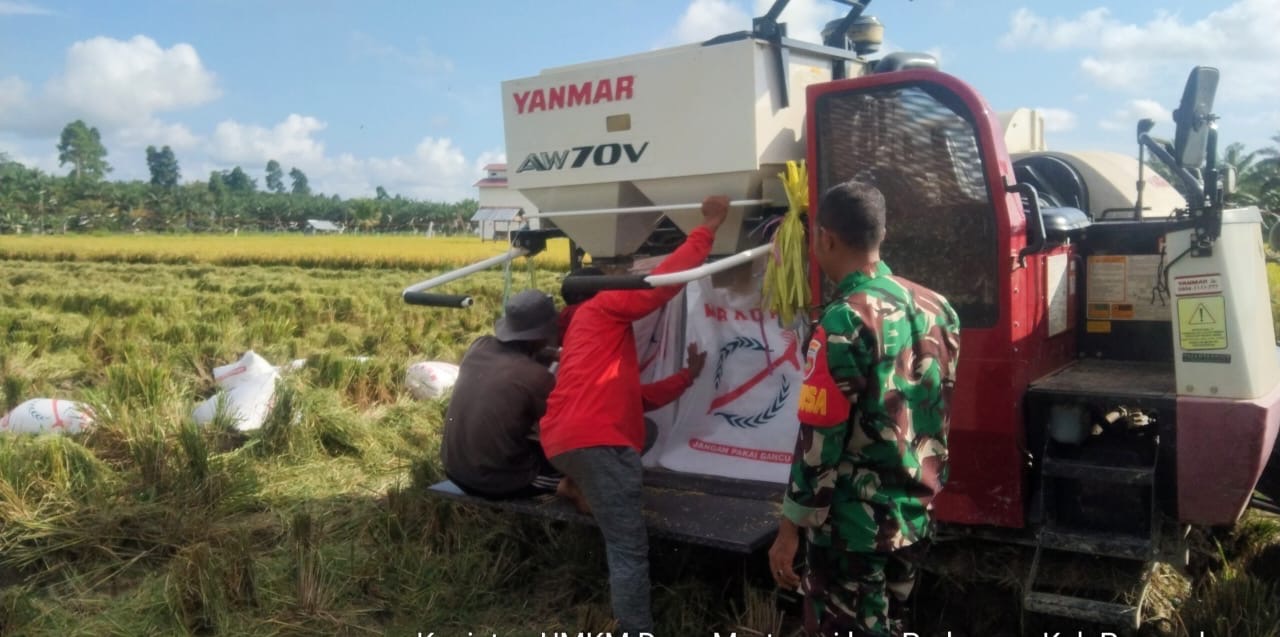 Babinsa Pasangkayu Berikan Dukungan Besar dalam Panen Padi di Desa Martasari
